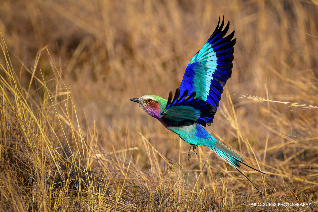 Lilac-breasted roller (Coracias caudatus), Okavango Delta, Botswana