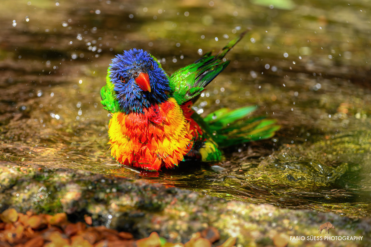Rainbow lorikeet (Trichoglossus moluccanus), Zoo Zurich, Switzerland