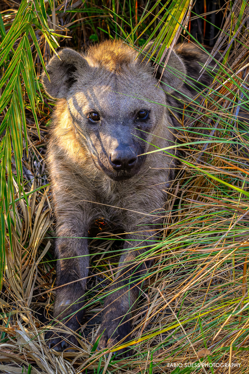 Spotted hyena (Crocuta crocuta), Okavango Delta, Botswana