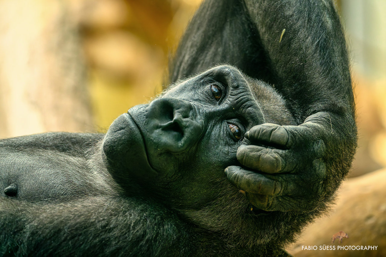 Westlicher Flachland Gorilla (Gorilla Gorilla Gorilla), Zoo Zürich, Schweiz