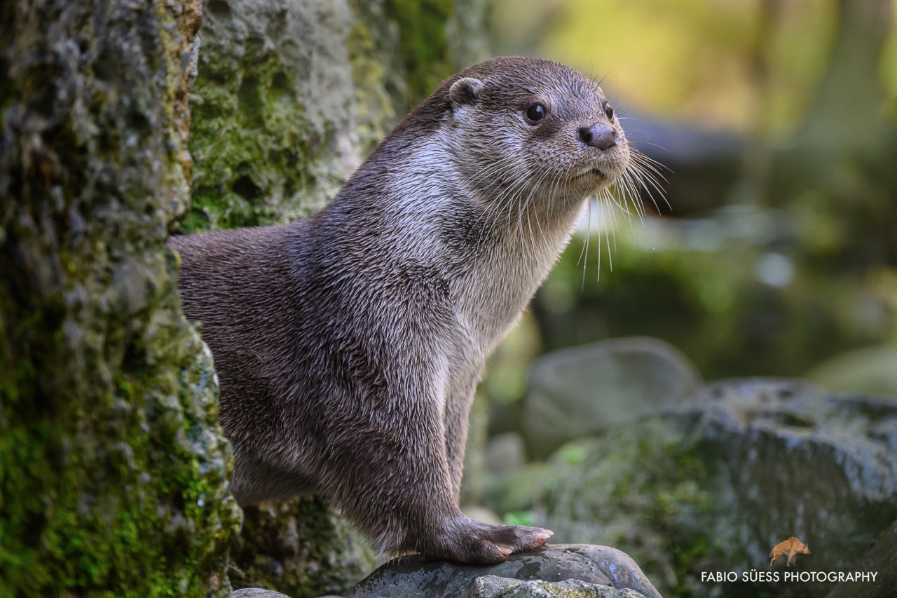 Fischotter (Lutra lutra), Zoo Zürich, Schweiz