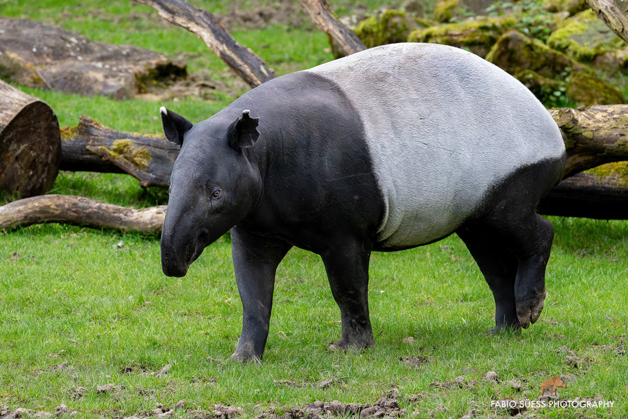 Schabrackentapir (Tapirus indicus), ZooParc de Beauval, Frankreich