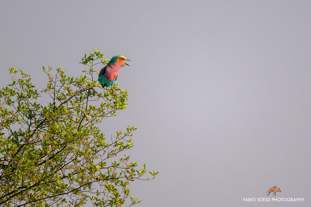 Lilac-breasted roller (Coracias caudatus), Okavango Delta, Botswana