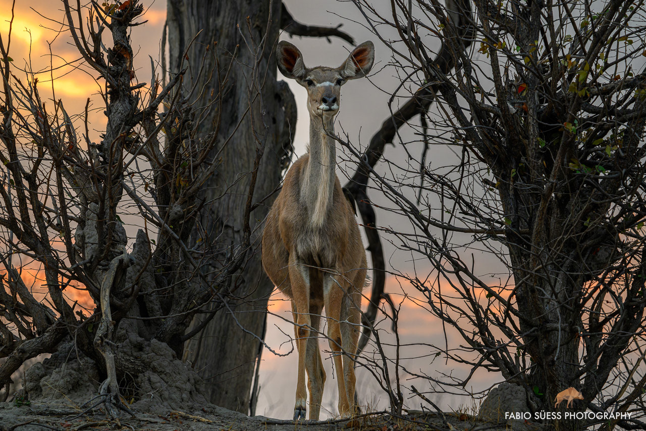Greater kudu (Tragelaphus strepsiceros), Linyanti, Botswana