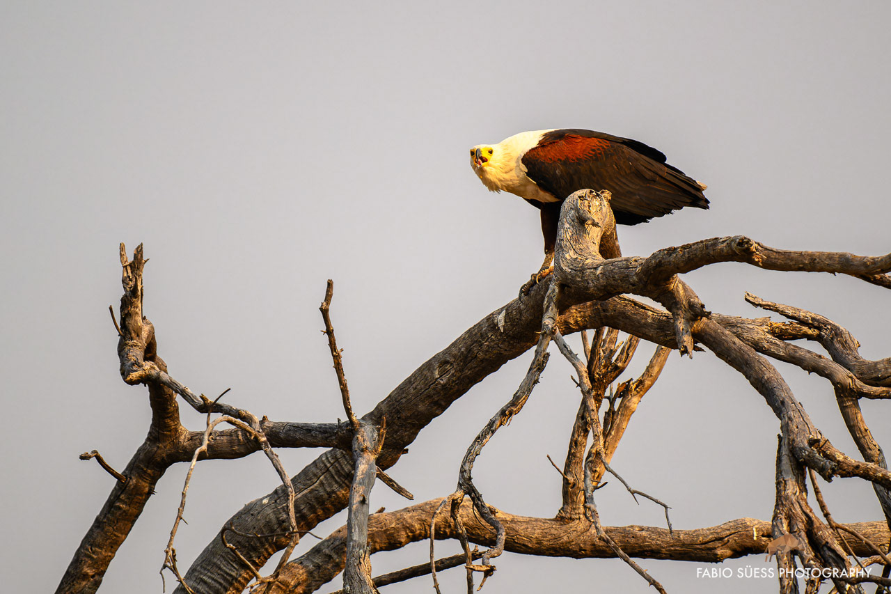 African fish eagle (Icthyophaga vocifer), Okavango Delta, Botswana