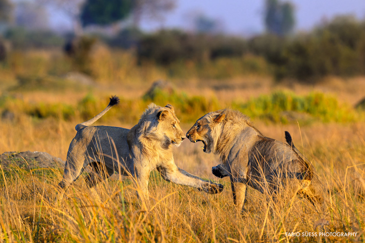 Lion (Panthera leo), Linyanti, Botswana