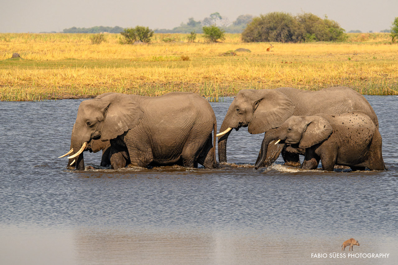 African bush elephant (Loxodonta africana), Linyanti, Botswana