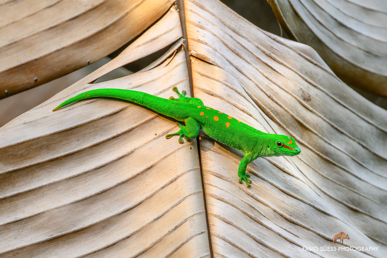 Madagaskar-Taggecko (Phelsuma madagascariensis), Zoo Zürich, Schweiz