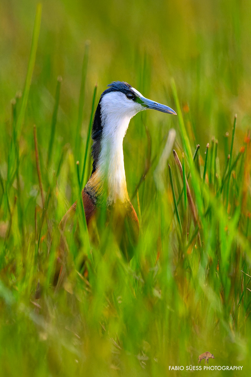 African jacana (Actophilornis africanus), Okavango Delta, Botswana