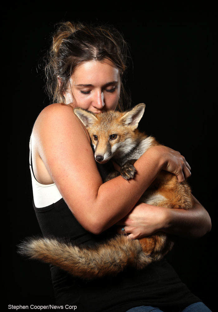 Lucy Kidson with her pet fox. Sydney Fox Rescue, which puts foxes into homes as pets. Pic Stephen Cooper © News Corp