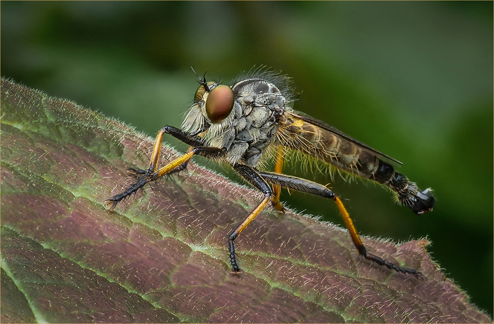 SCORE 10 Robber Fly on Purple Leaf by Bob Ede