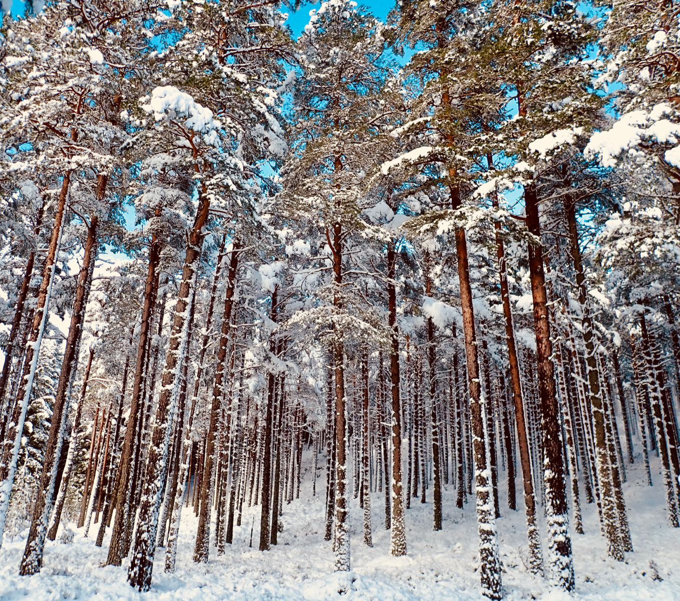 SCORE 9.5 Scots Pines - Duncan Parsons