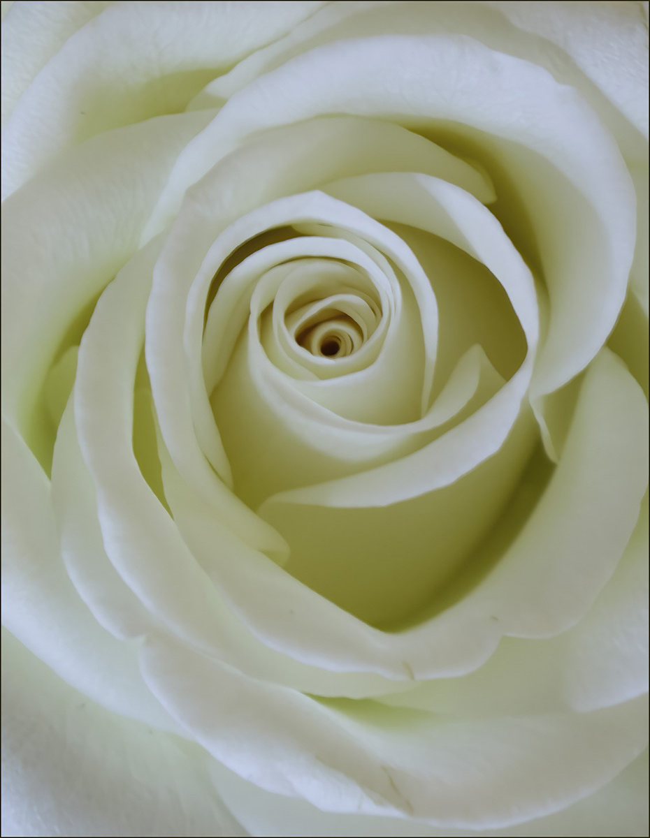 White wedding anniversary rose by Catherine Allum