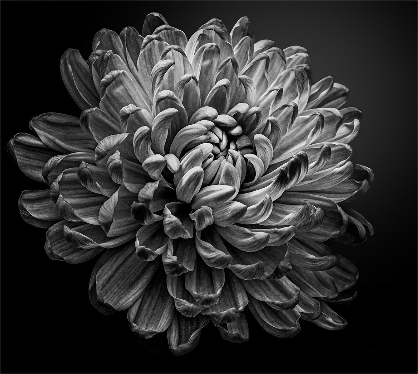 HIGHLY COMMENDED Black and White Beauty by Genetta Aprilante