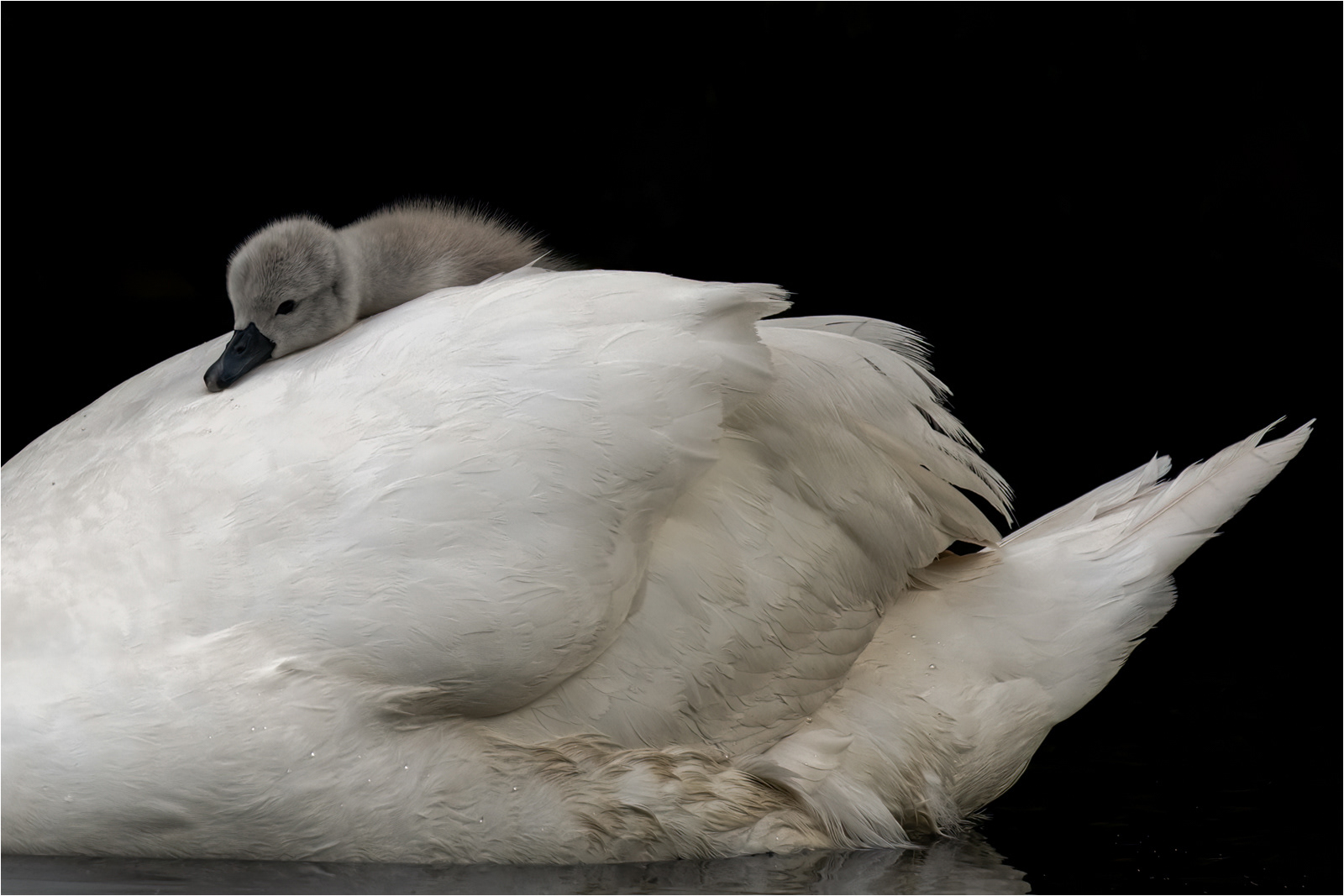 HELD BACK  Cygnet's Pillow by Daniel Langer