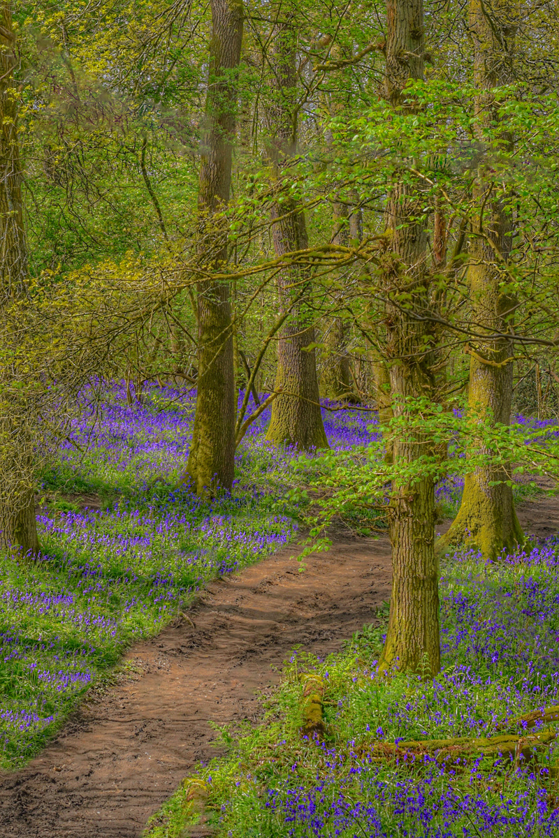 Highly Commended Woodland Wander by Fiona Humphrey