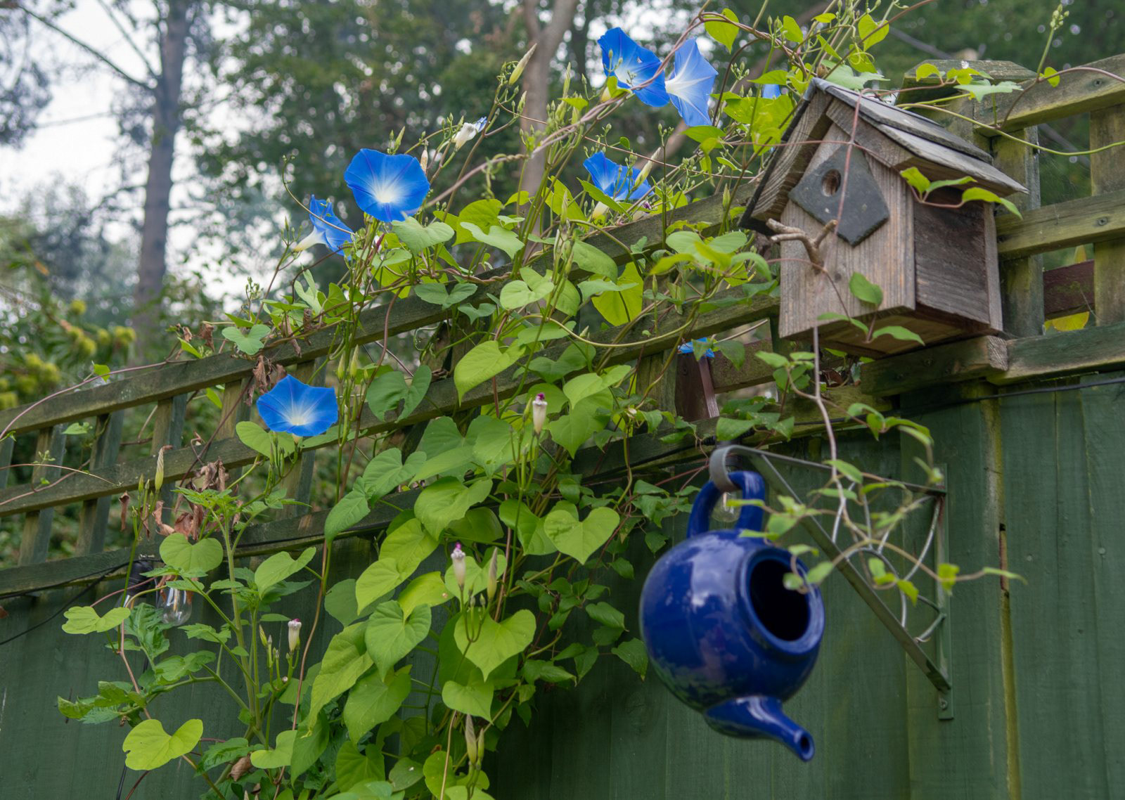 Morning Glory by John Spencer