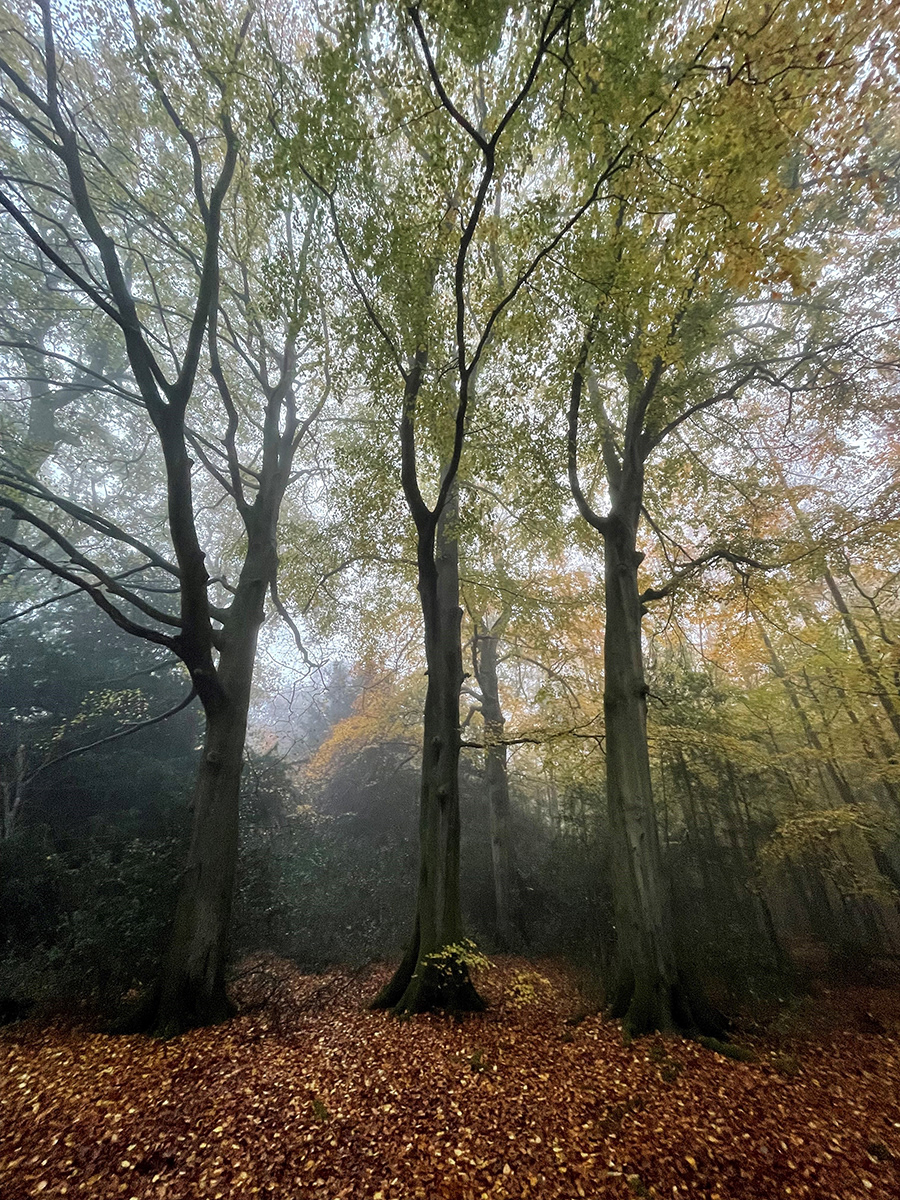 Beech Forest by Mike Williamson