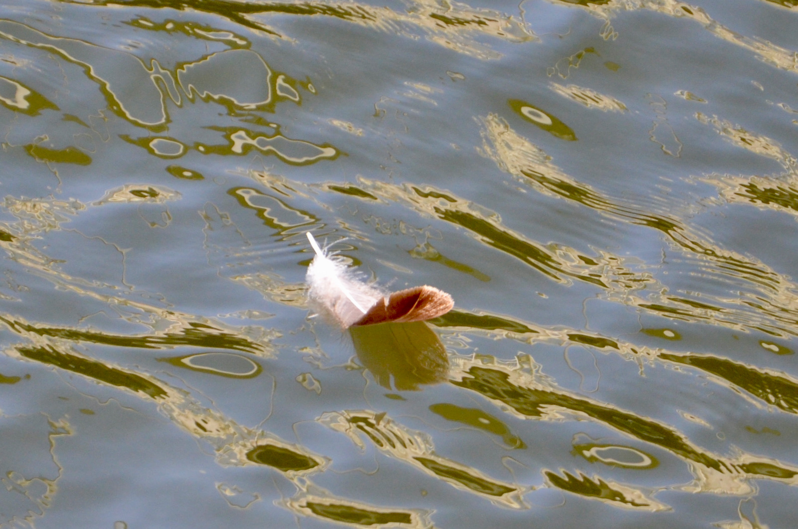 Feather adrift by Duncan Parsons