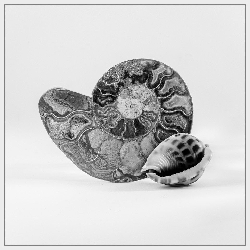 Ammonite and Shell by Andrew Webster