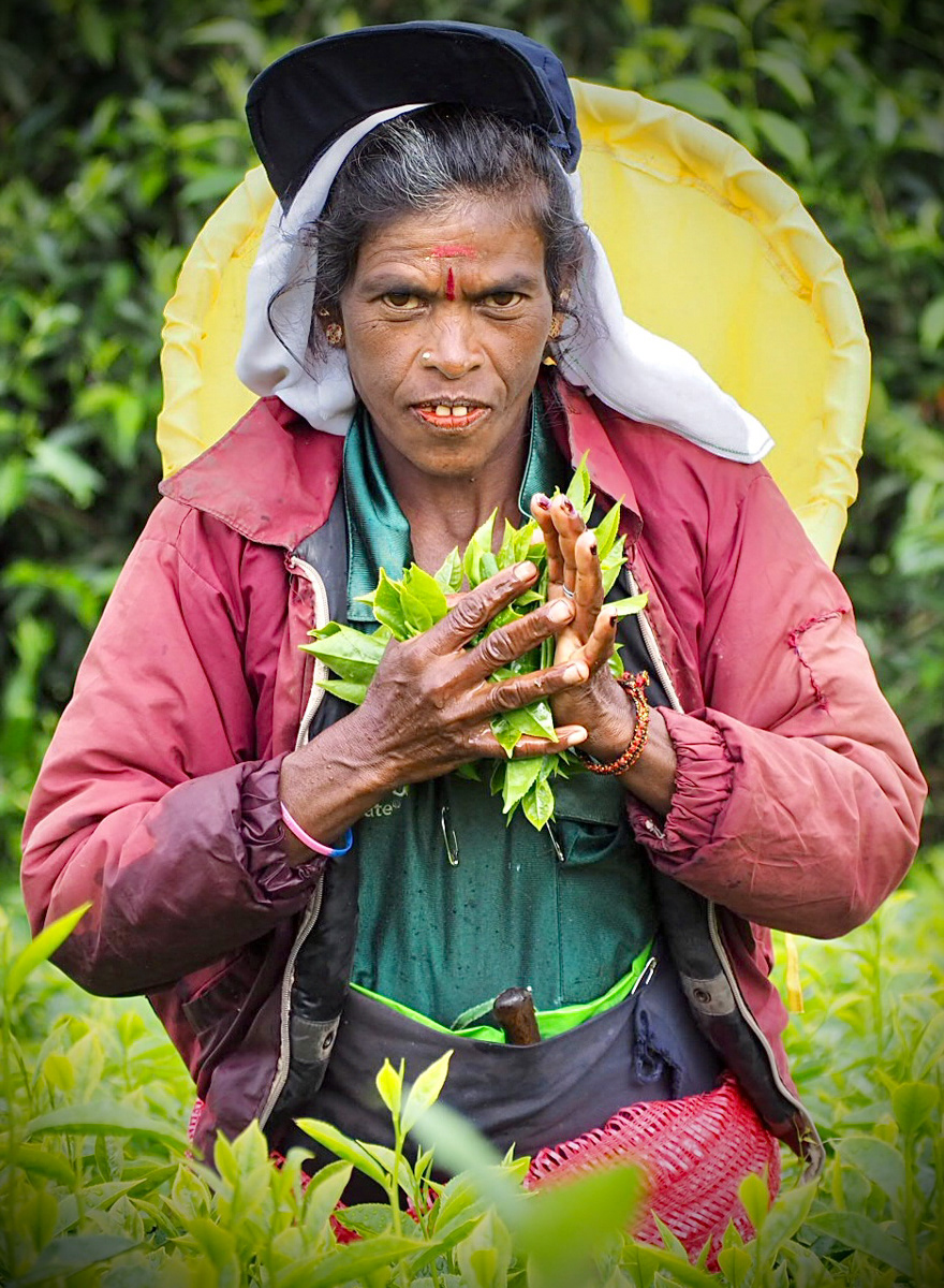 HIGHLY COMMENDED The tea picker by Jill Mortimer