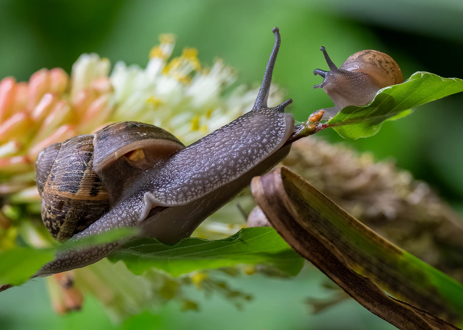 SCORE 8.0 Snails by Genetta Aprilante