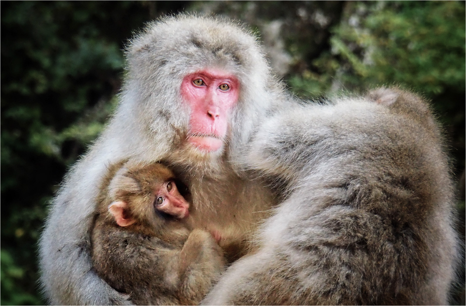 Snow Monkey Family by Andrew Webster ARPS