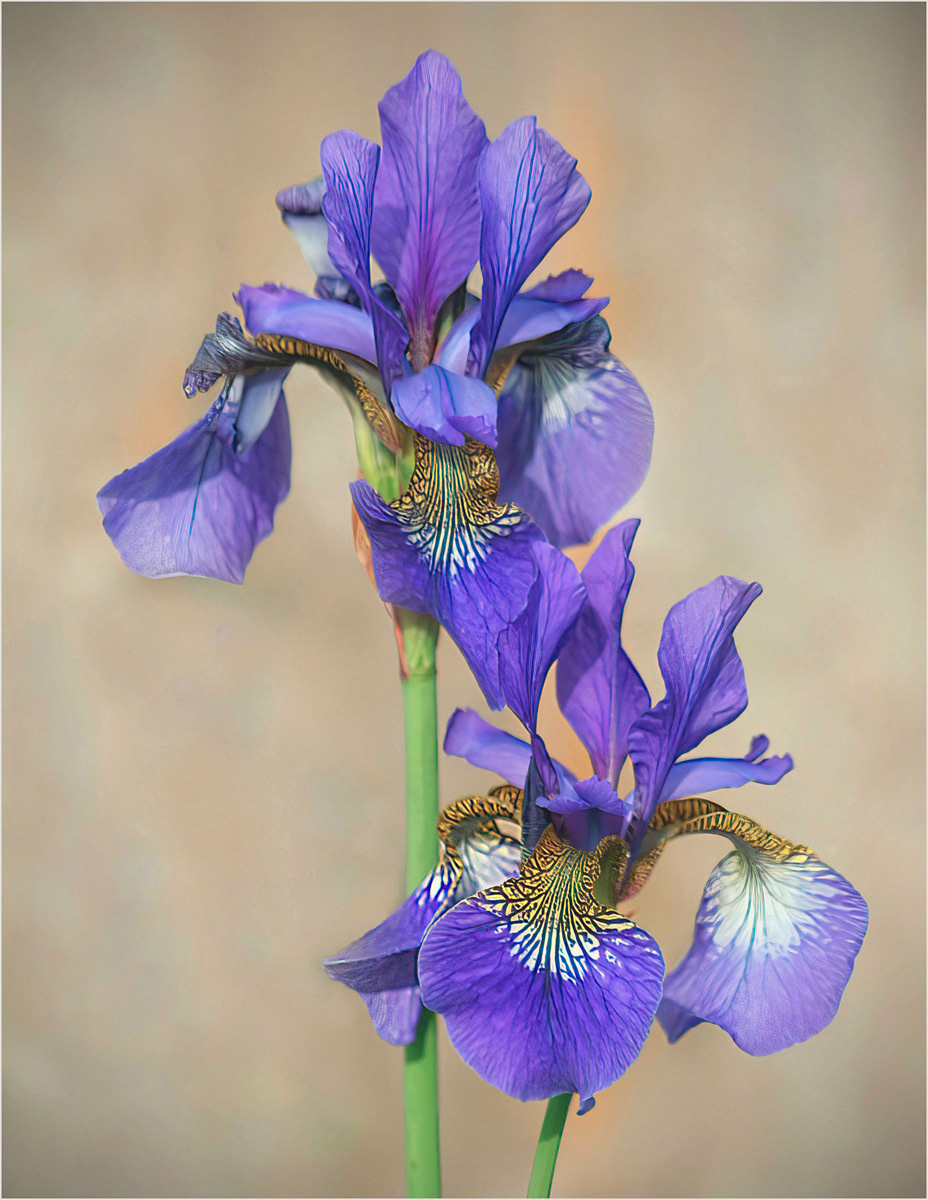 Iris Sibirica by Edward Bennett LRPS