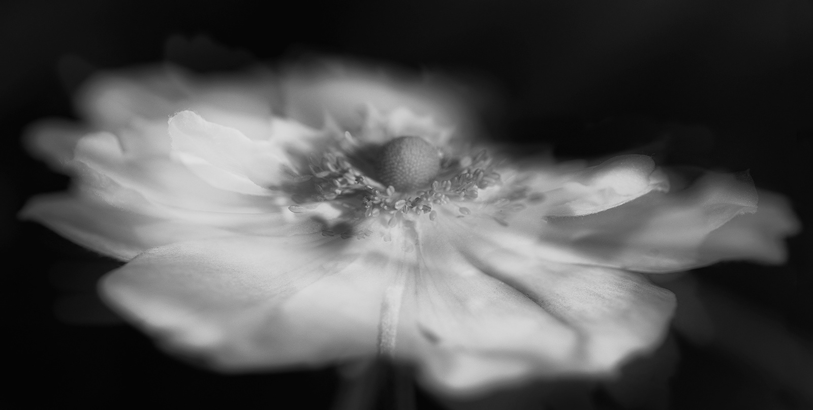 Japanese Anenome by Mike Williamson