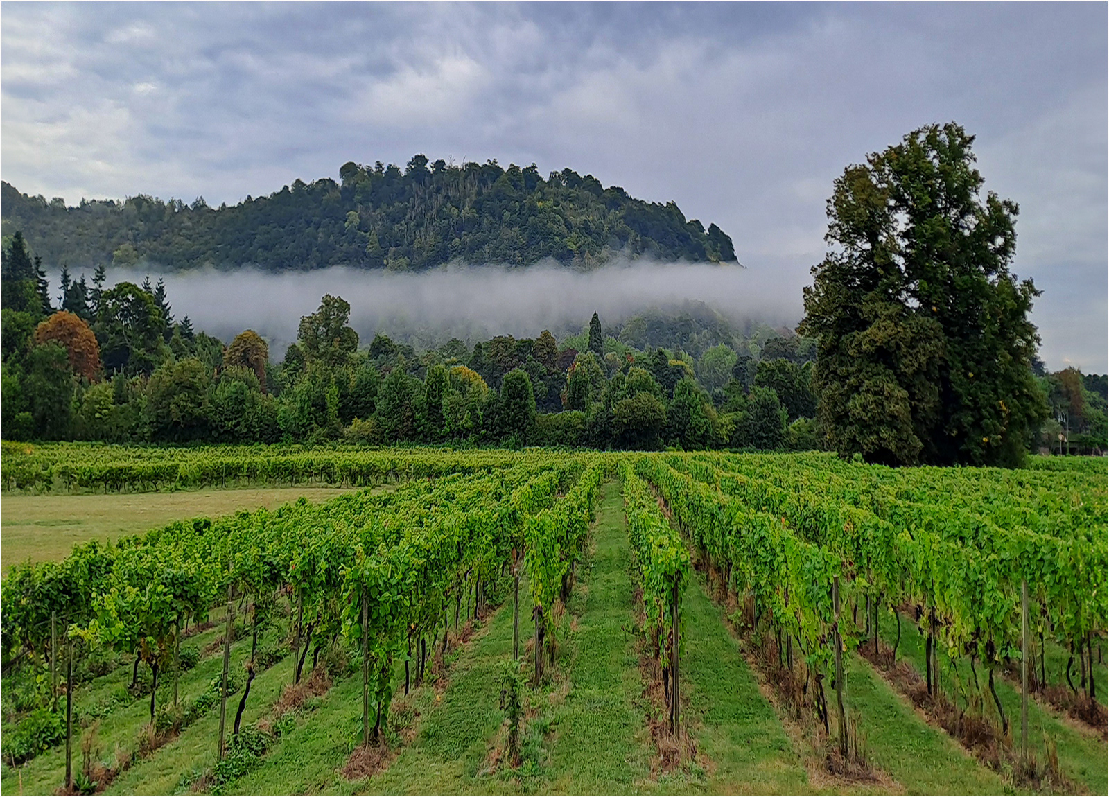 September Mist by Catherine Allum