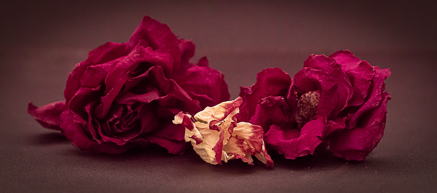 HELD BACK Trio of roses by Andi Hargreaves