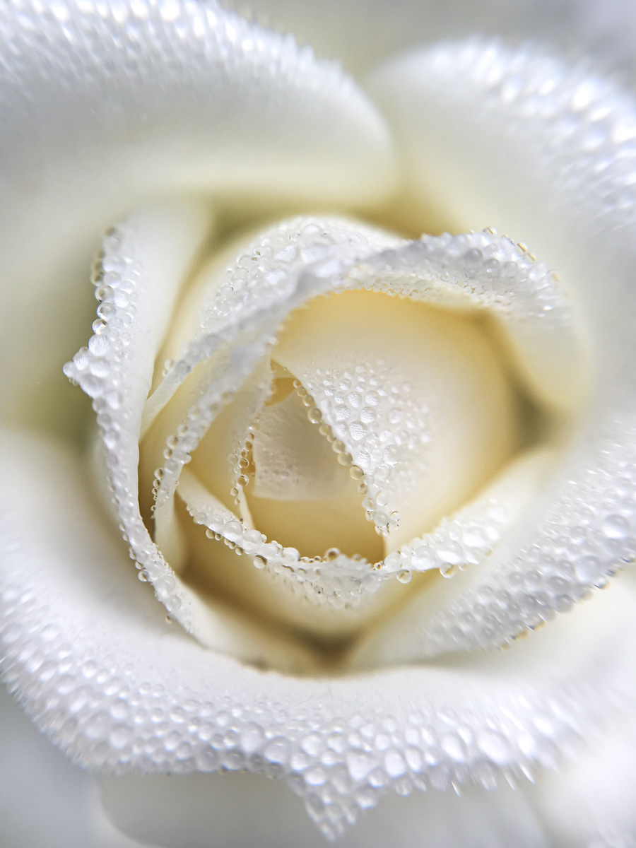 HIGHLY COMMENDED Morning Dew by Fiona Humphrey