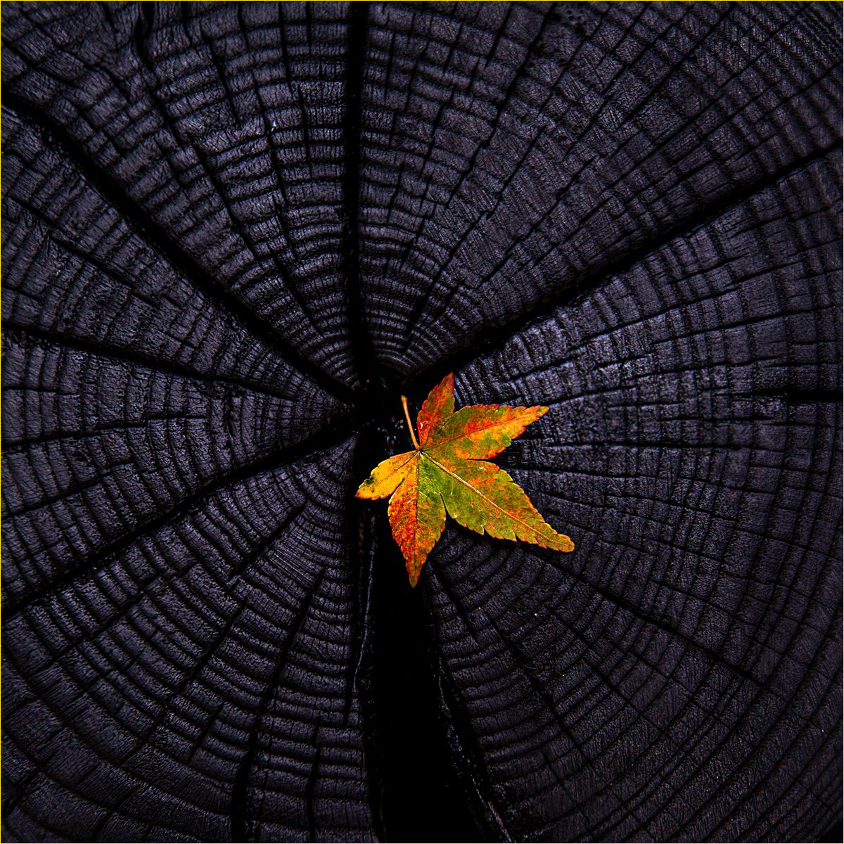 SCORE 10 Gold leaf by Bogdan Schiteanu