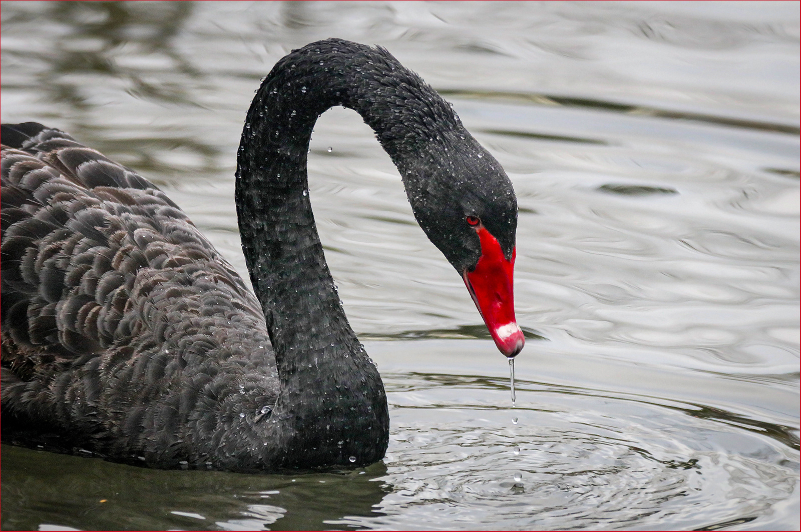 SCORE 9.0  Lorraine Rowbottom_Black Beauty