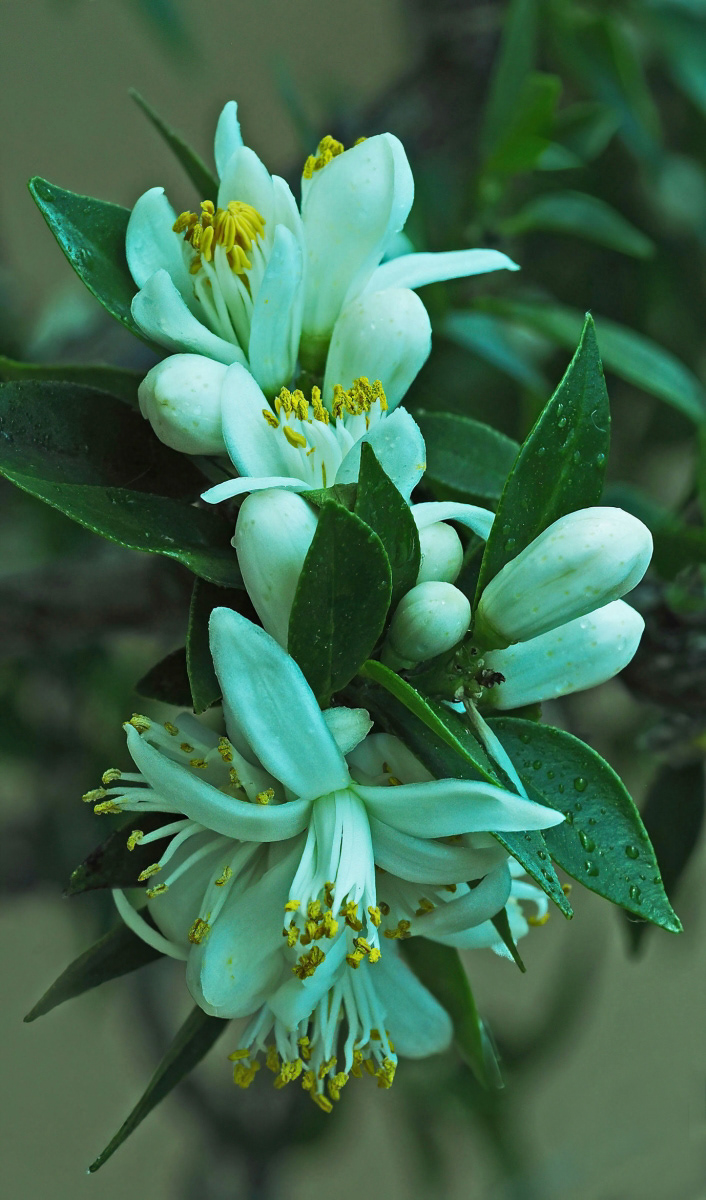 7.00 Orange Blossom by Edward Bennett LRPS
