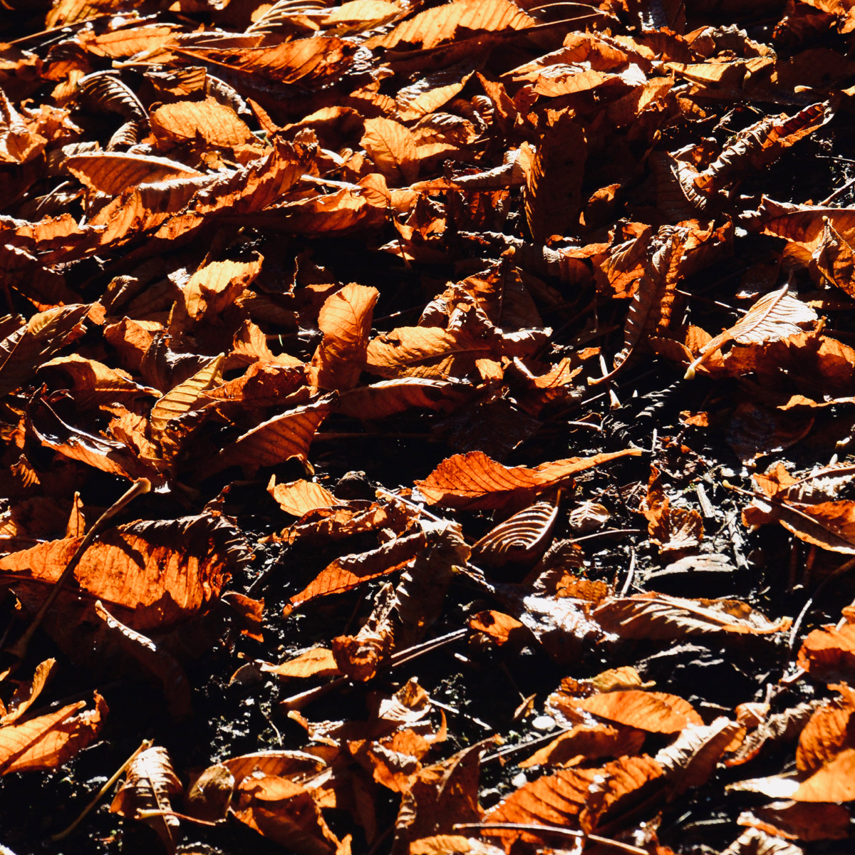 Autumn leaves by Duncan Parsons