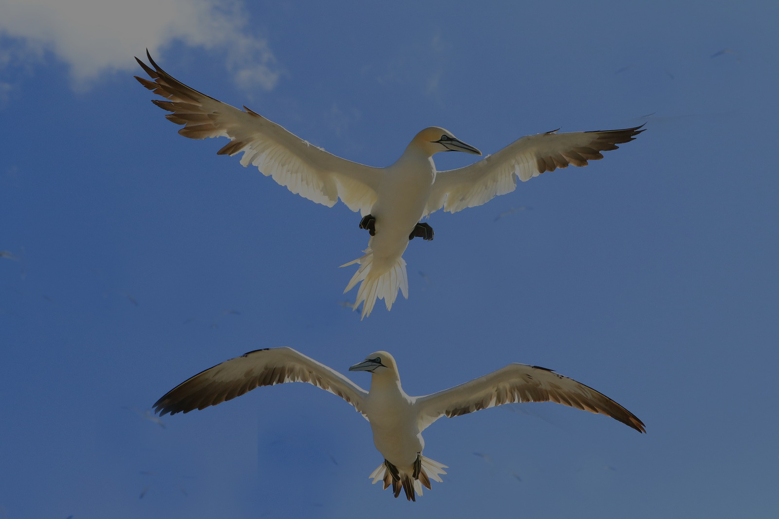 SCORE 8.5  Julia Forsyth_Flying Gannets