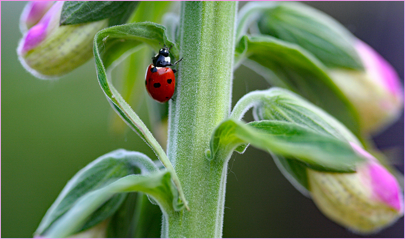HELD BACK Ladybird on Foxglove by Angela Stockbridge