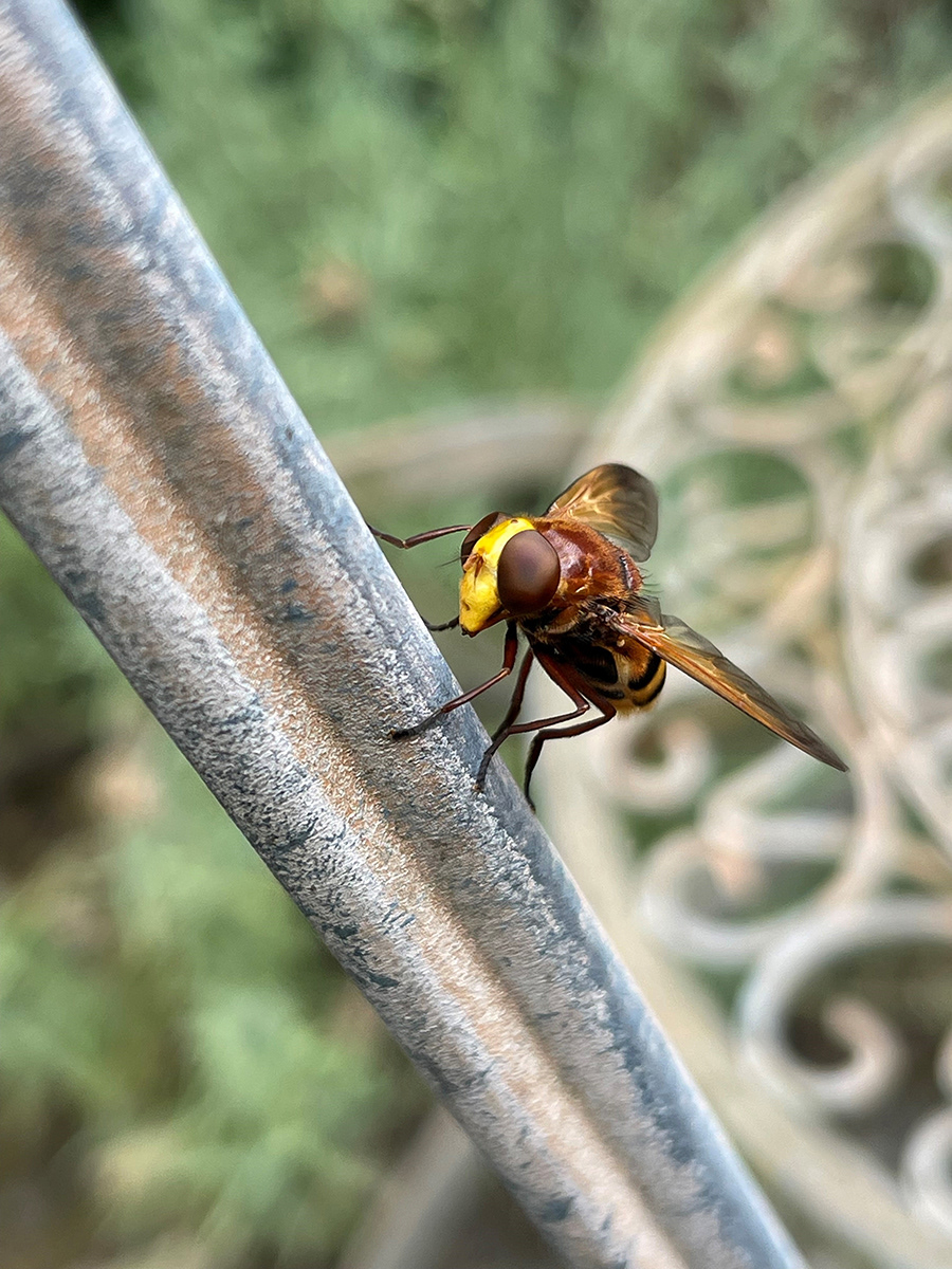 Volucella Zonaria - the Hornet Mimic Hoverfly by Mike Williamson