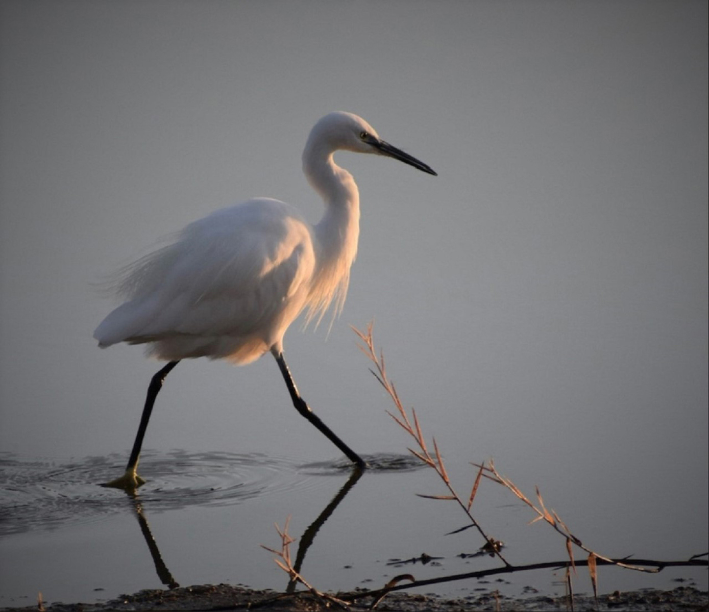 SCORE 9 Egret at Sunrise - Martin Melesi