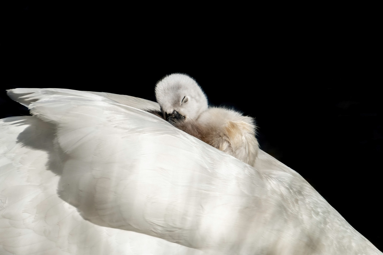 SCORE 9.0   Feather Pillow by Daniel Langer