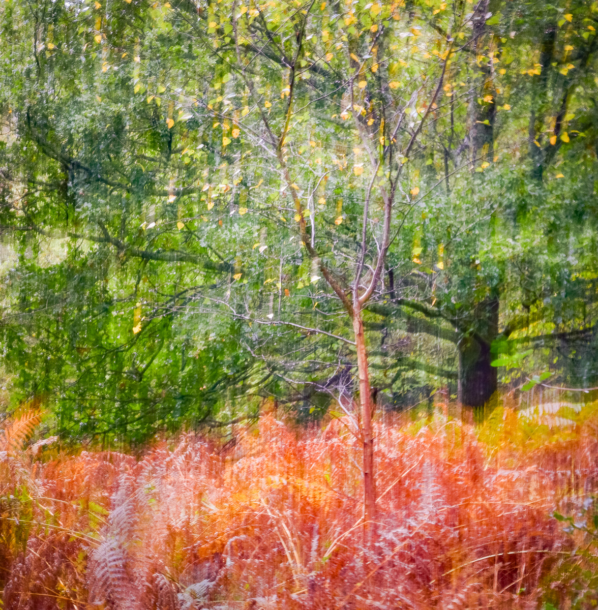 Falling Leaves by Richard Knapp LRPS