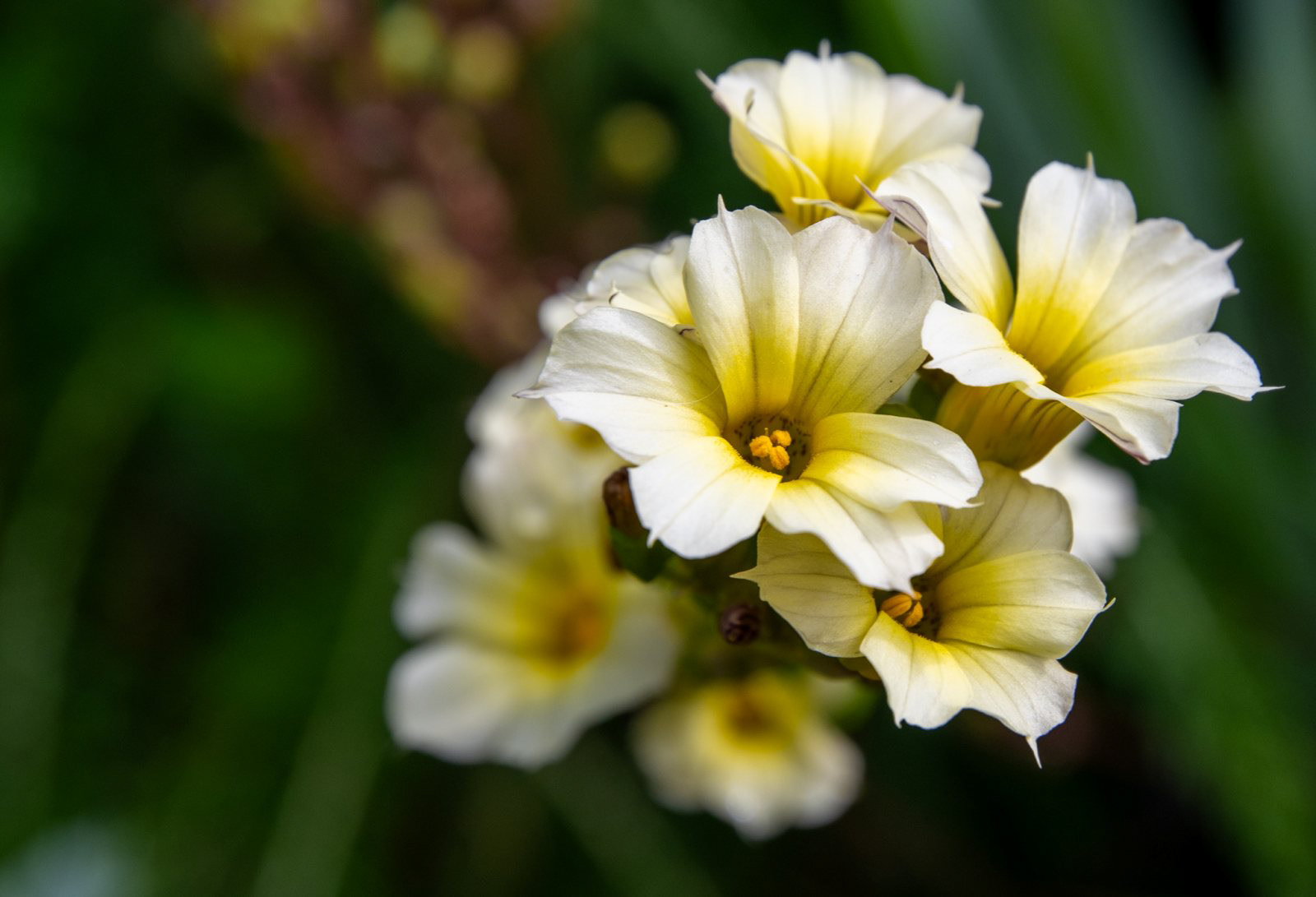 Satin Flower by John Spencer
