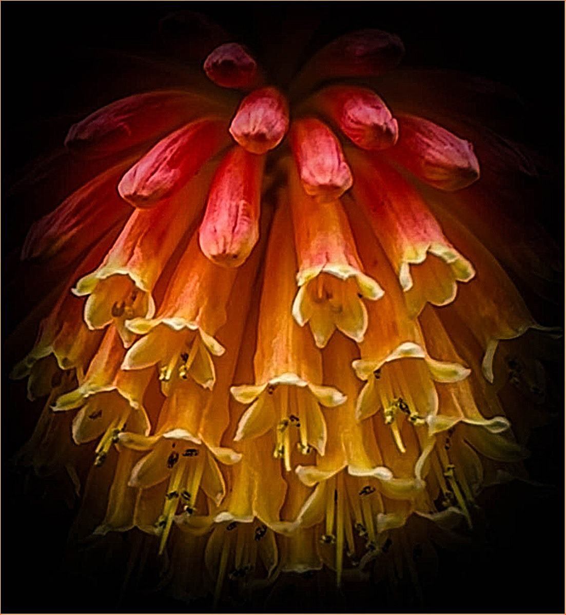 HELD BACK Red Hot Poker by Martin Melesi