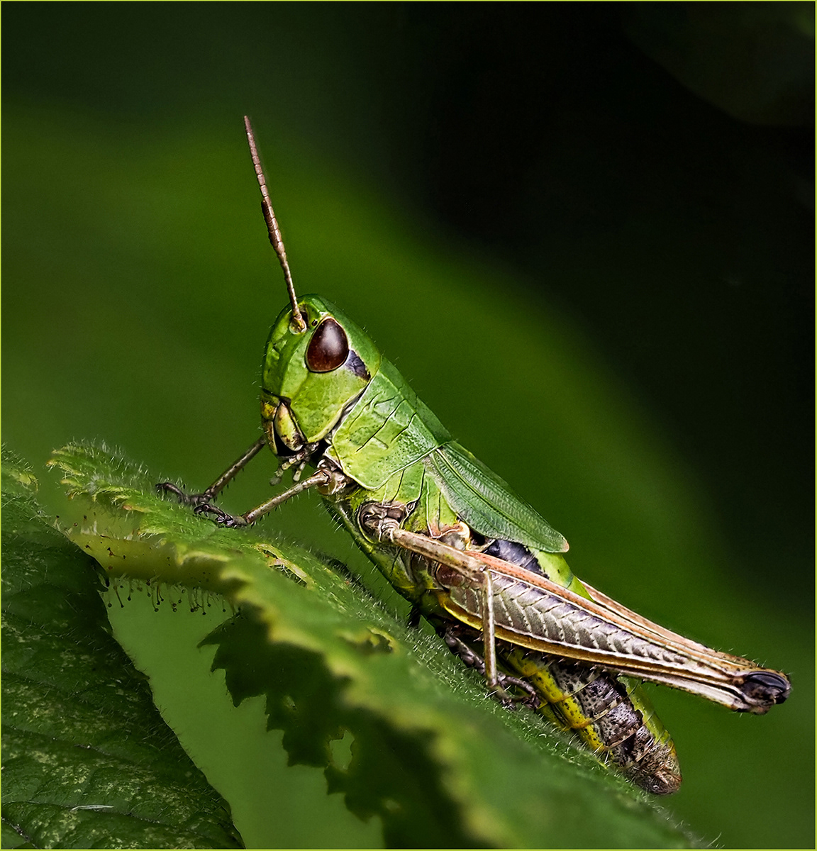 SCORE 9.5 Green Grasshopper by Bob Ede