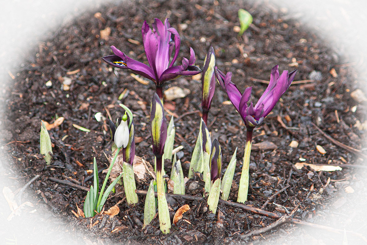 Crocuses and Snowdrop by Andrew MacRae