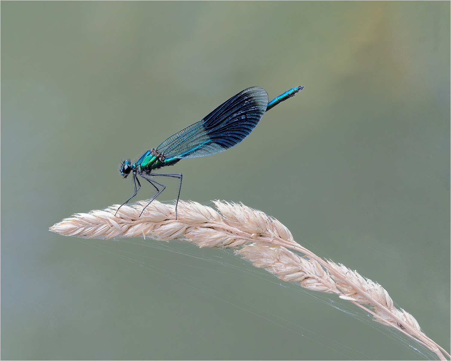 HELD BACK  Banded demoiselle (Calopteryx splendens) by Richard Milton-Worssell