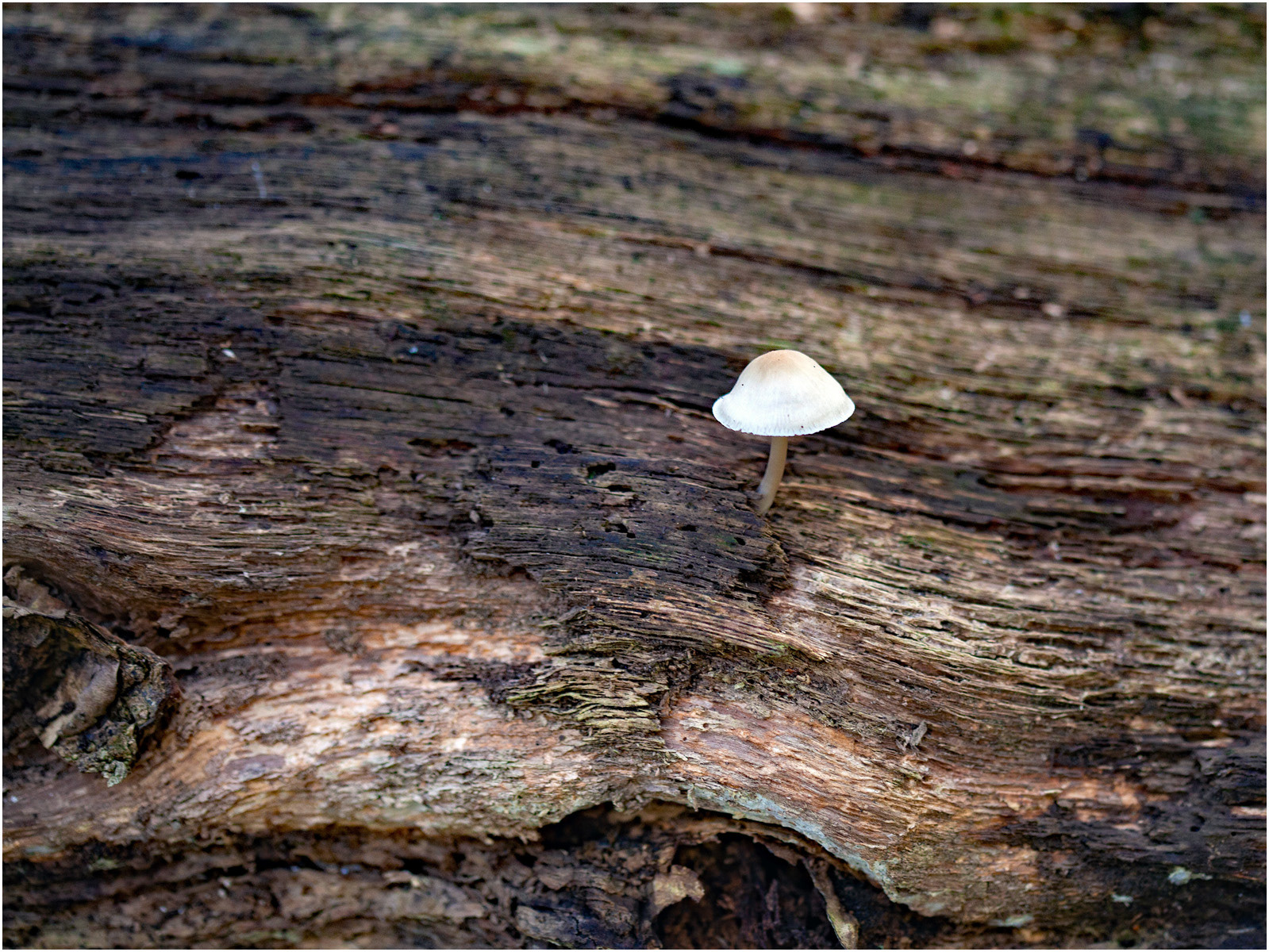 New Life on Dead Wood by Angela Stockbridge LRPS