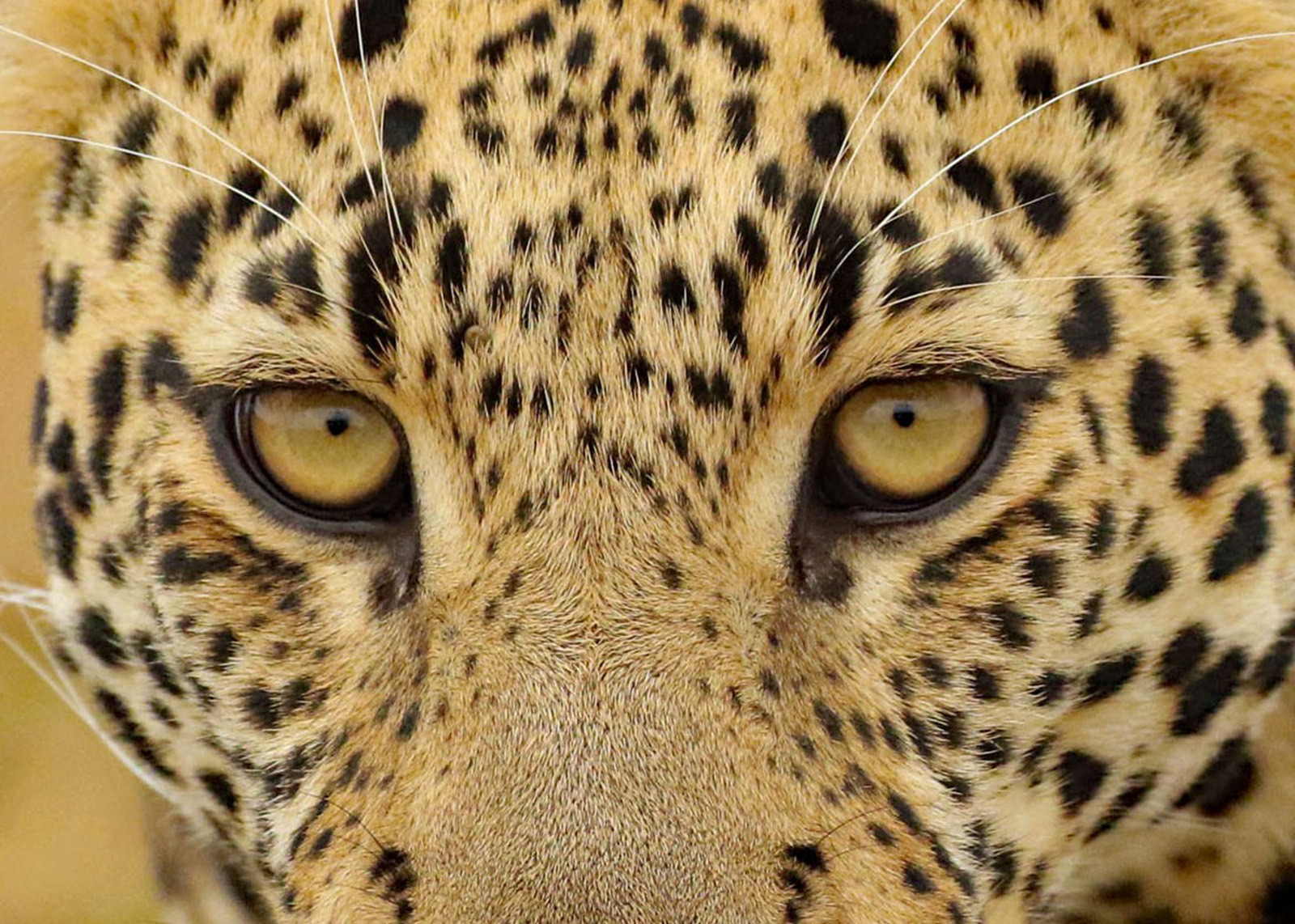Leopard Eyes by Julia Forsyth