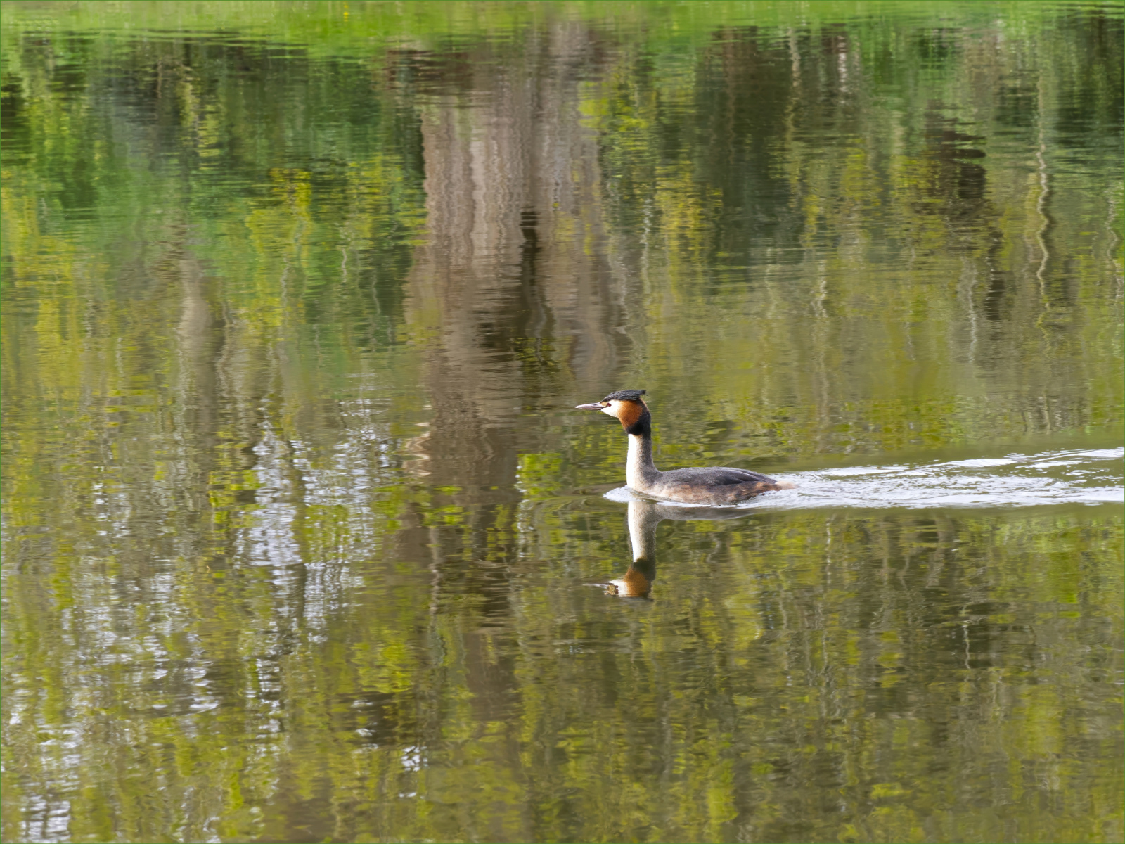 HELD BACK Painshill reflections by Steve Sampson